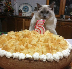 Auguri ai nostri Ragdoll