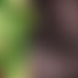 Häid Pühi ja Head Uut loomeaastat 2026!