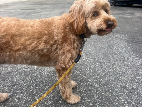 10 Signs Your Dog Missed You While You're Gone
