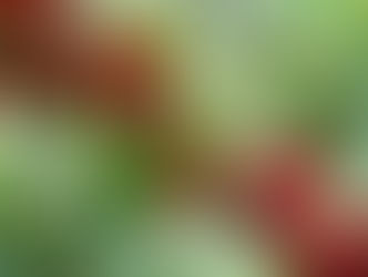 Y.V.Fresh Exposed: Redcurrants