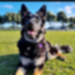 Maggie.jpg