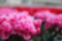 全体4IMG_8426.JPG