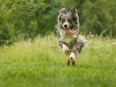 How Havers dog behaviour can change your dog with the power of attention.