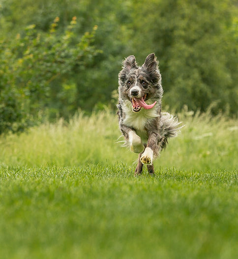 border collie-0183.jpg