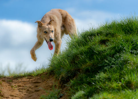 border collie-3156.jpg