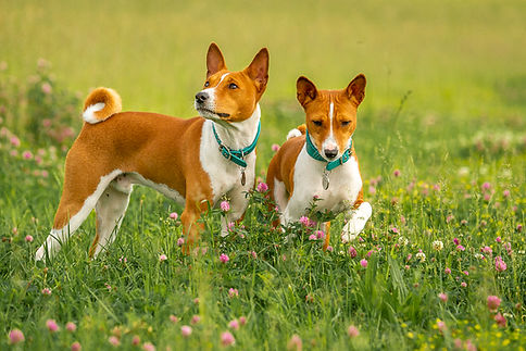 basenji-9572.jpg