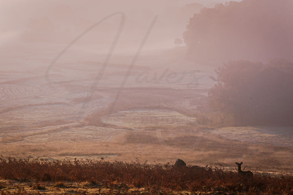 deer and fog at sunrise bradgate park
