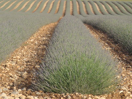 Lavanda na Provence