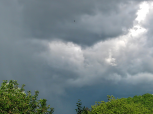 Dark storm clouds loom over green trees with a distant building; a single bird flies amidst the moody, dramatic sky.