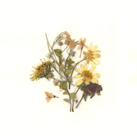 dried flower botanical art