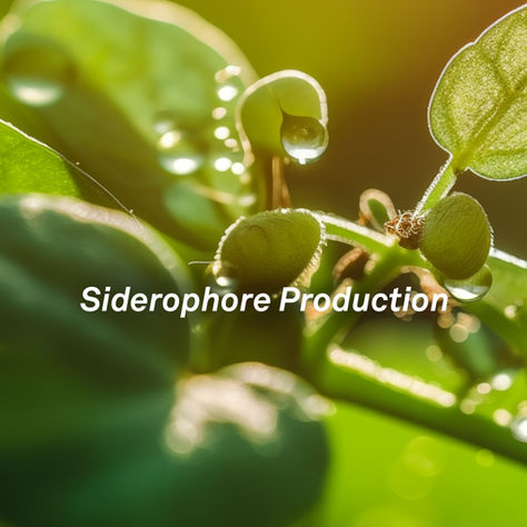 Siderophore Production: Enhancing Iron Availability in Plants