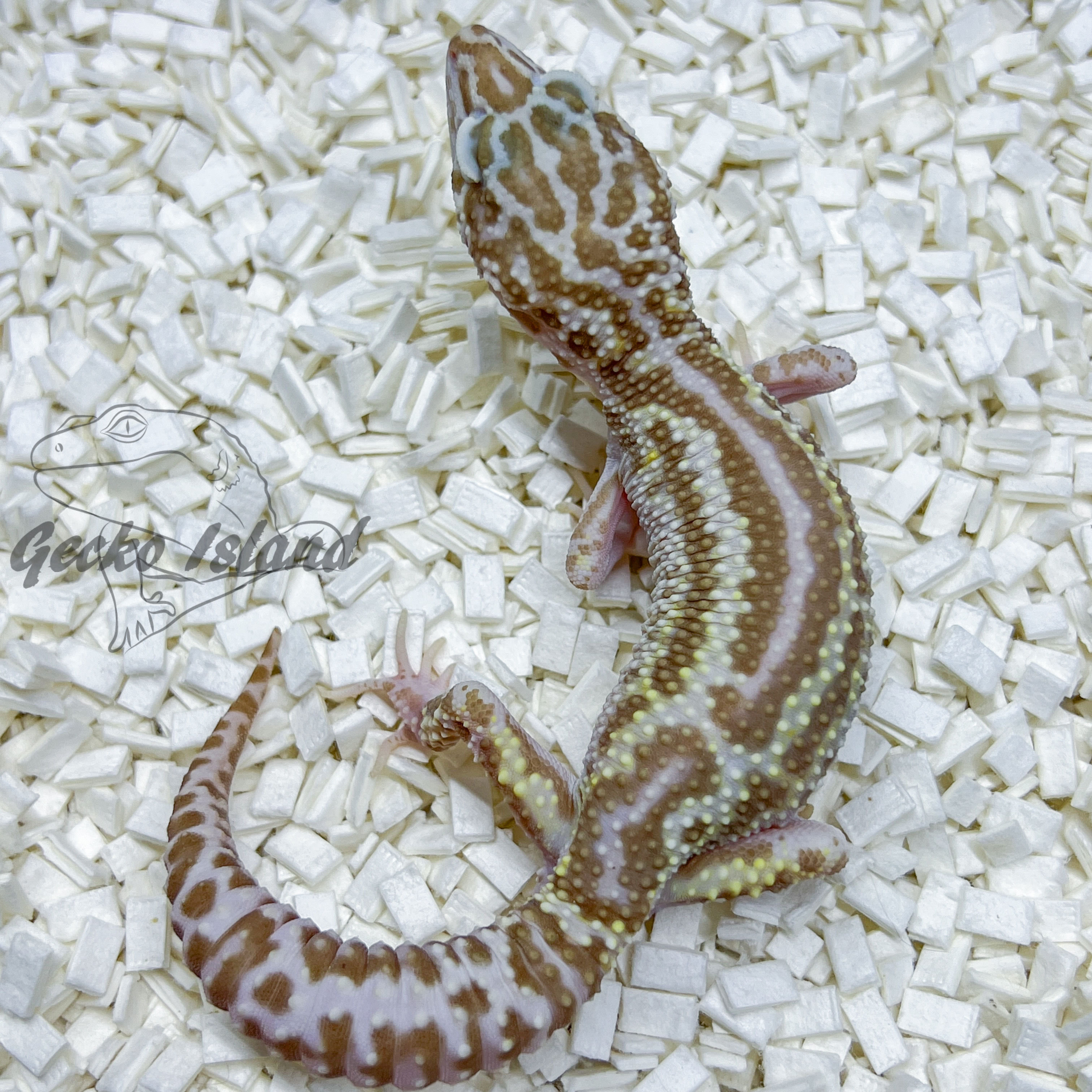 G32 - Reverse Stripe Mack Snow Tremper het Eclipse (Raptor)