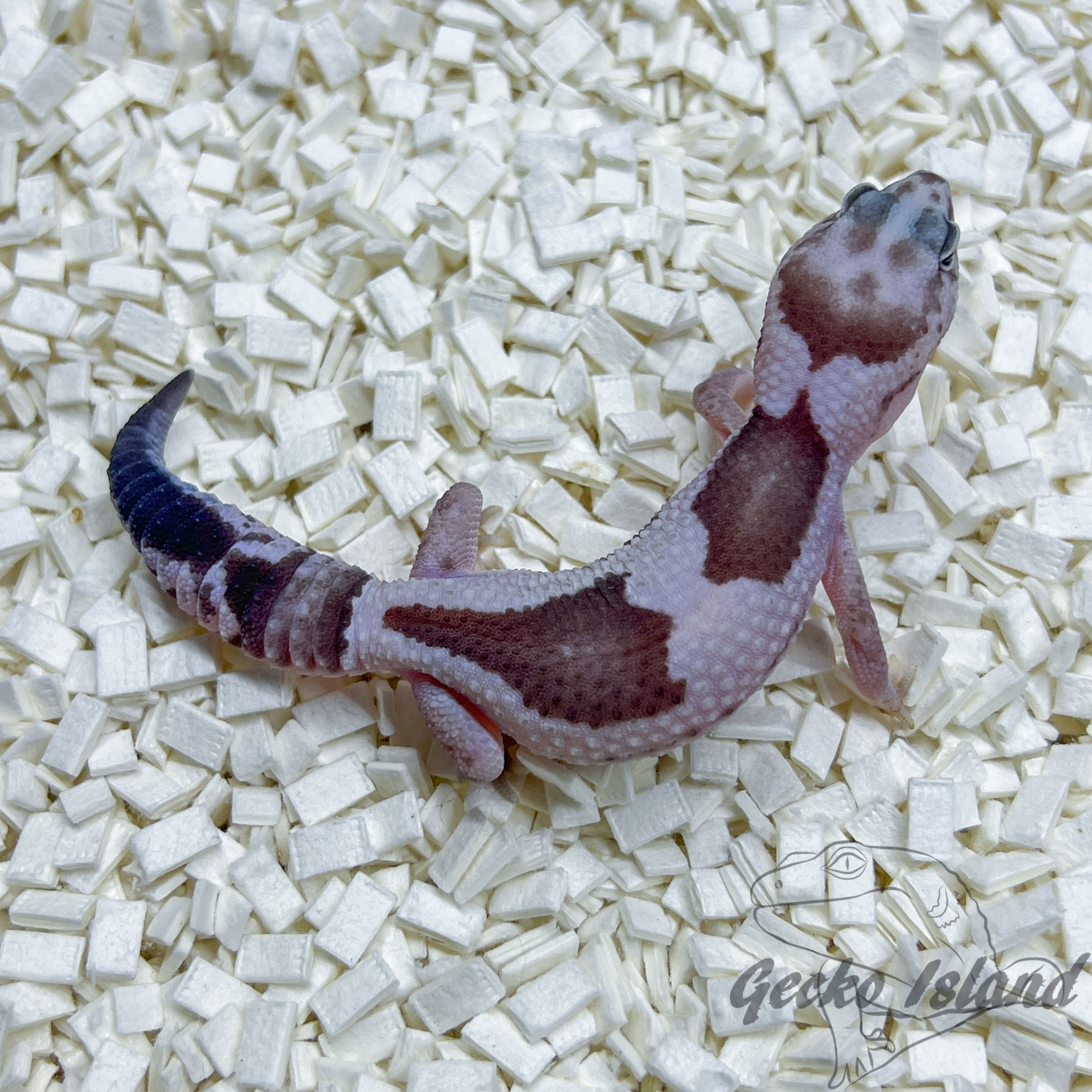 Oreo Zulu 66% het Caramel