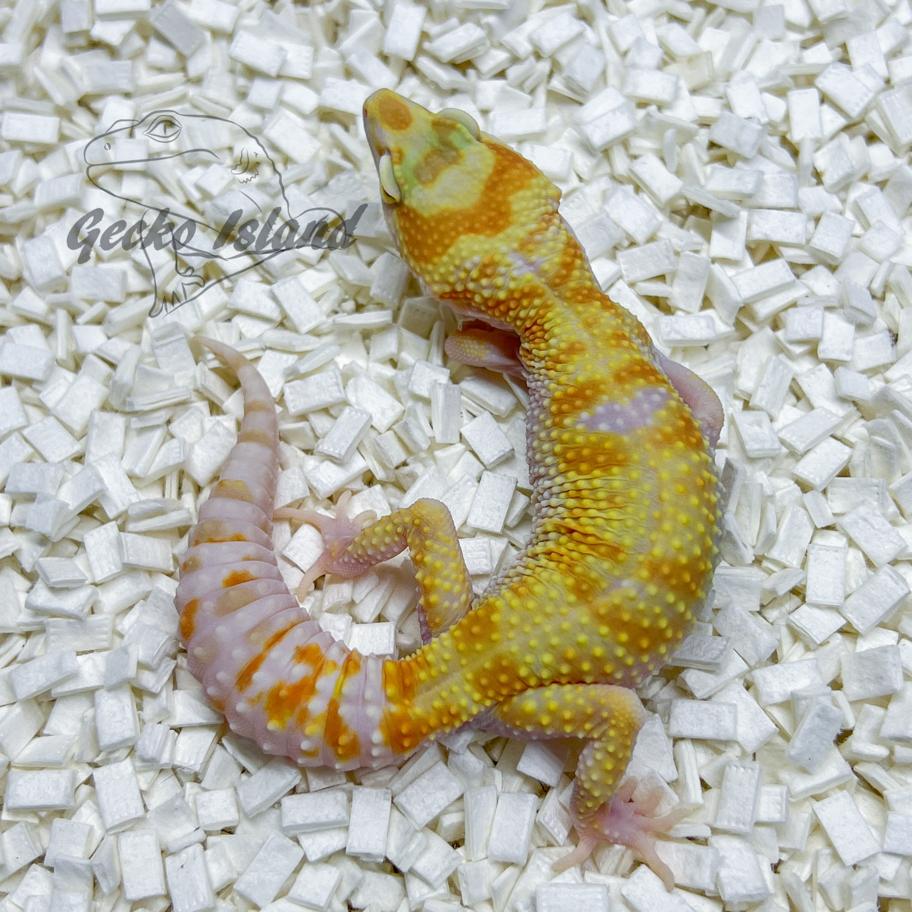 White & Yellow Tremper poss het Eclipse (Raptor)