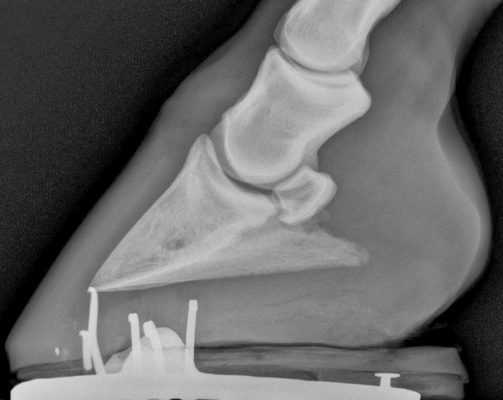 Coffin bone fracture in a horse.