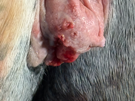 Prior to surgical removal