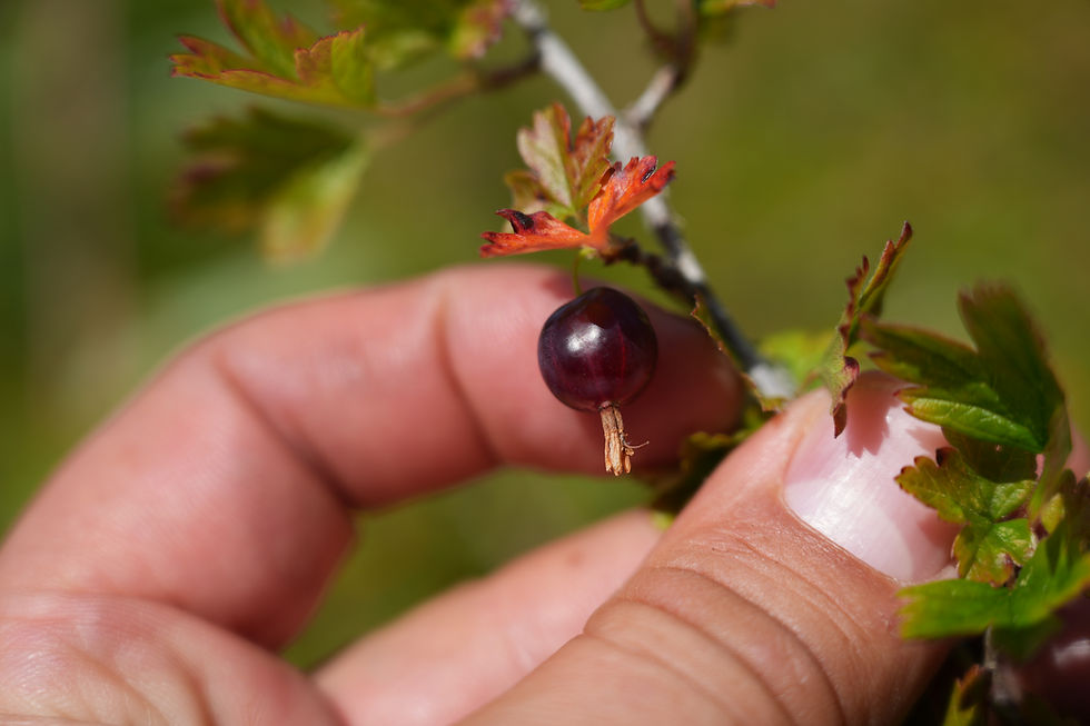 WildGooseberryForaging.JPG