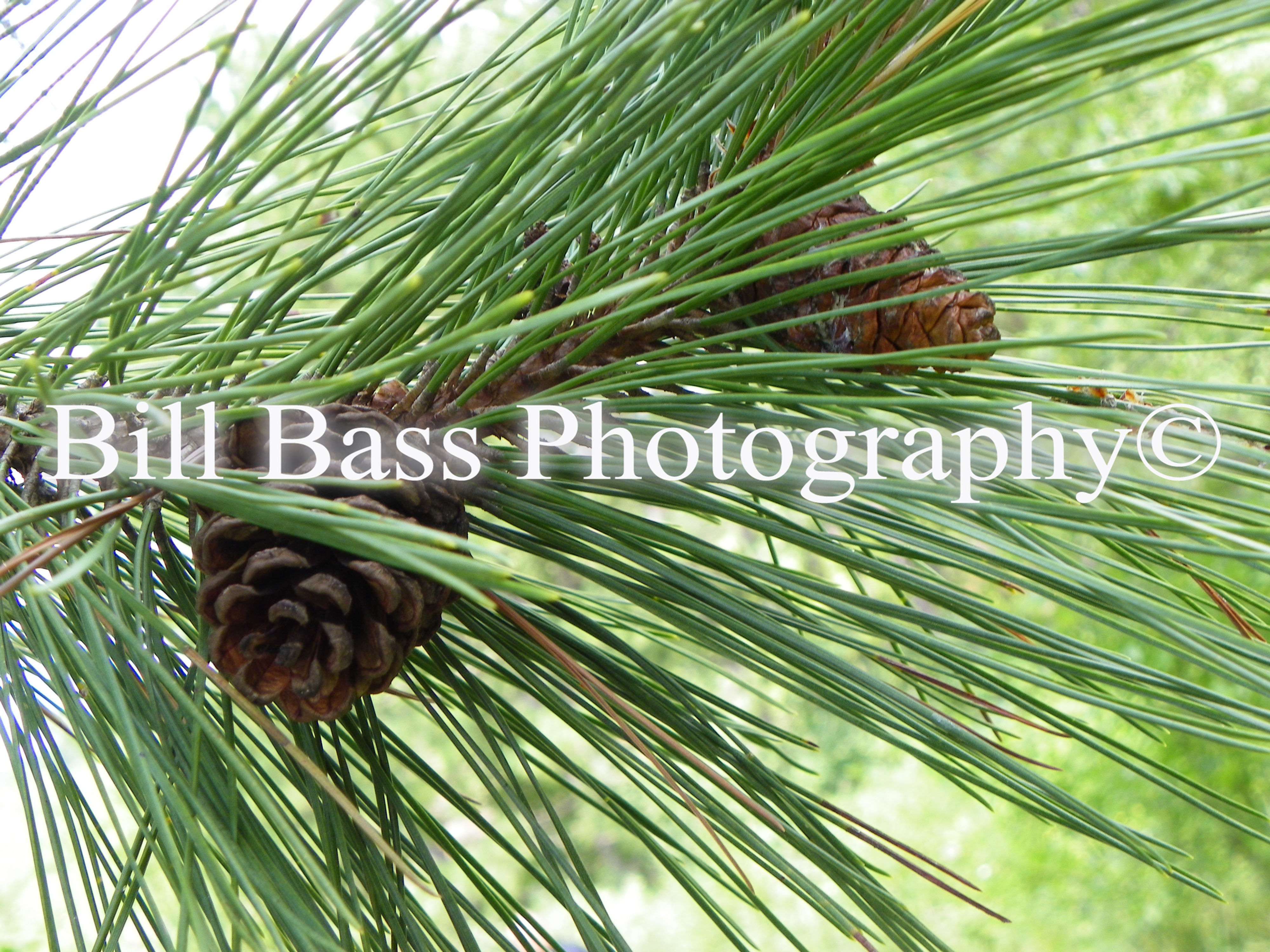 Pine Cones