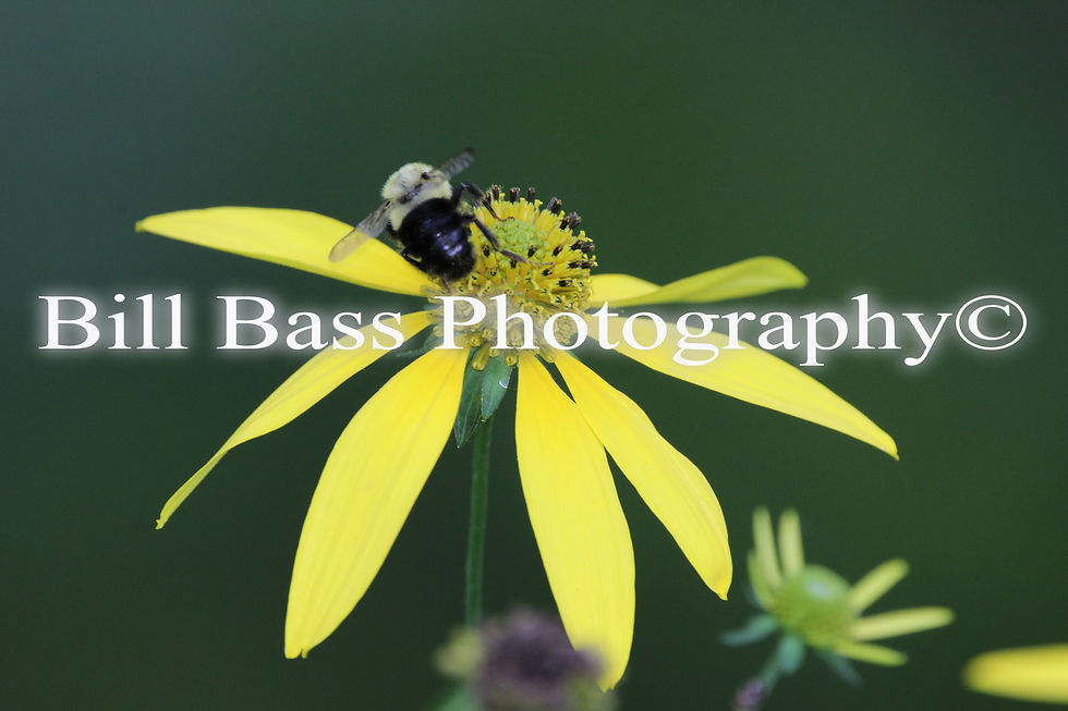 Yellow Flower 5