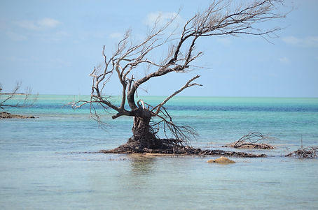 DSC_0231.jpg