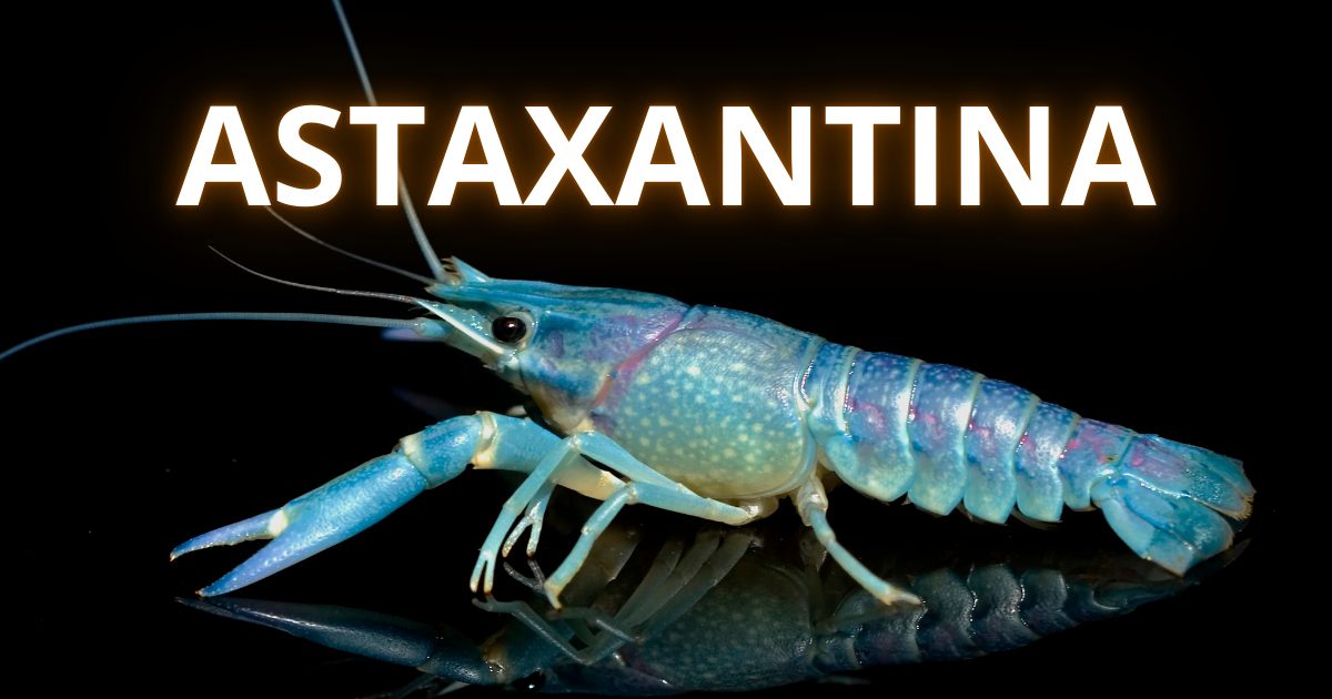 Fontes naturais de astaxantina como salmão e camarão