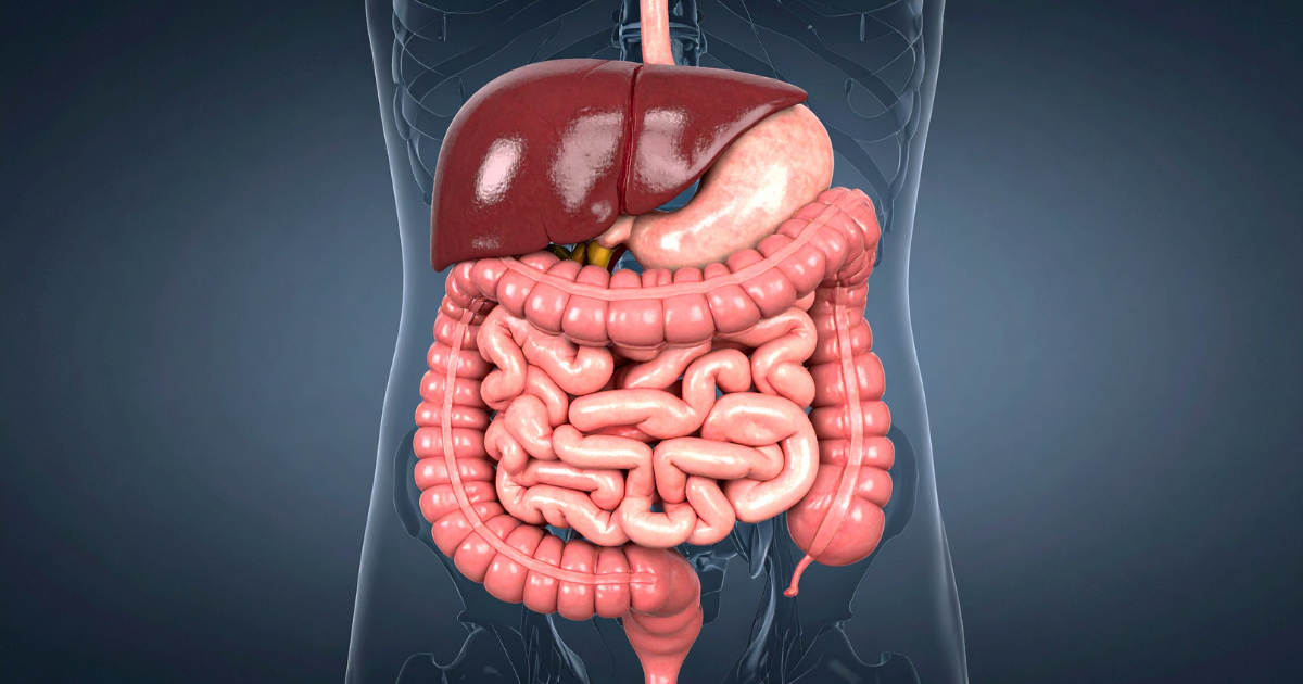 Bactérias da microbiota intestinal
