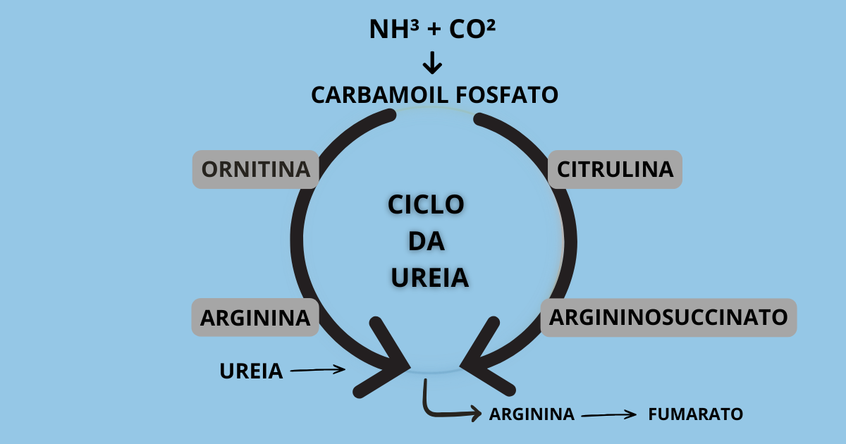Ciclo metabólico da ureia com participação da arginina