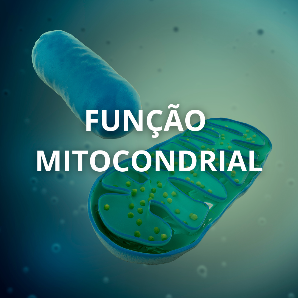 Mitocôndria responsável pela produção de energia celular
