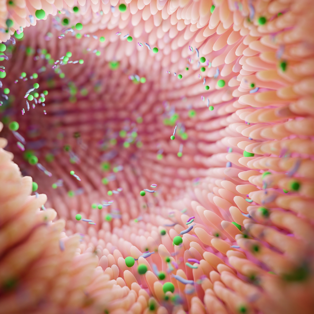 Representação do microbioma intestinal saudável e desequilibrado
