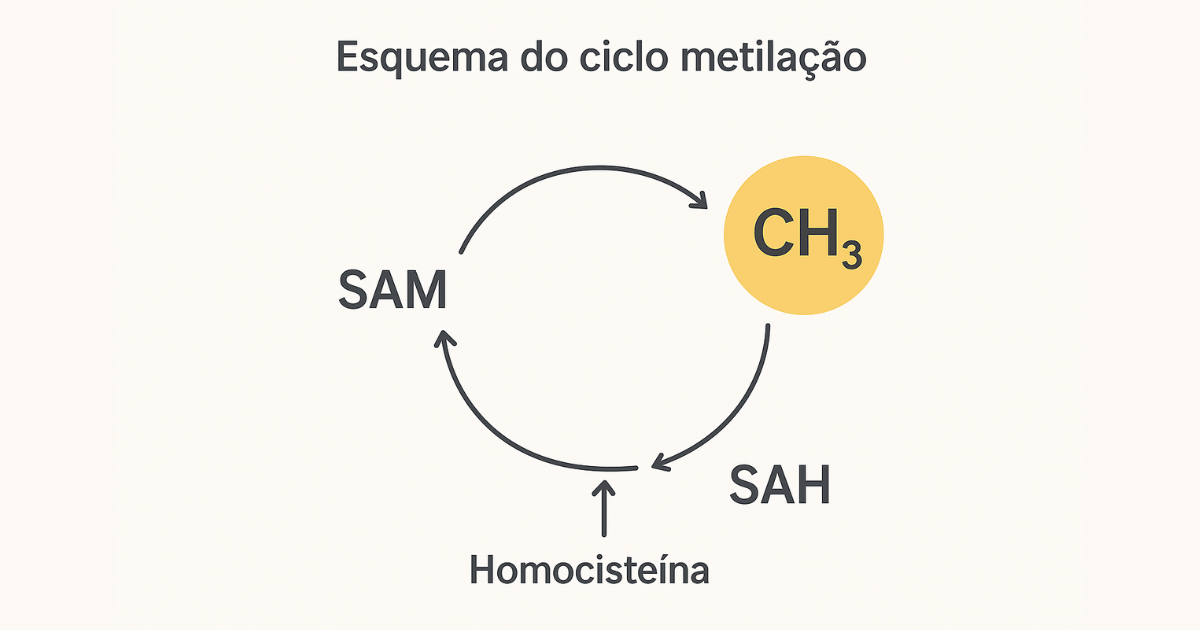 Esquema do ciclo de metilação com metionina e homocisteína