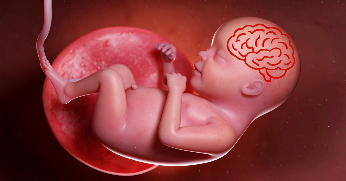 Colina e desenvolvimento cerebral fetal
