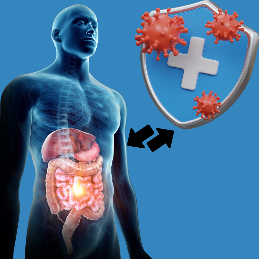  Conexão entre intestino e imunidade