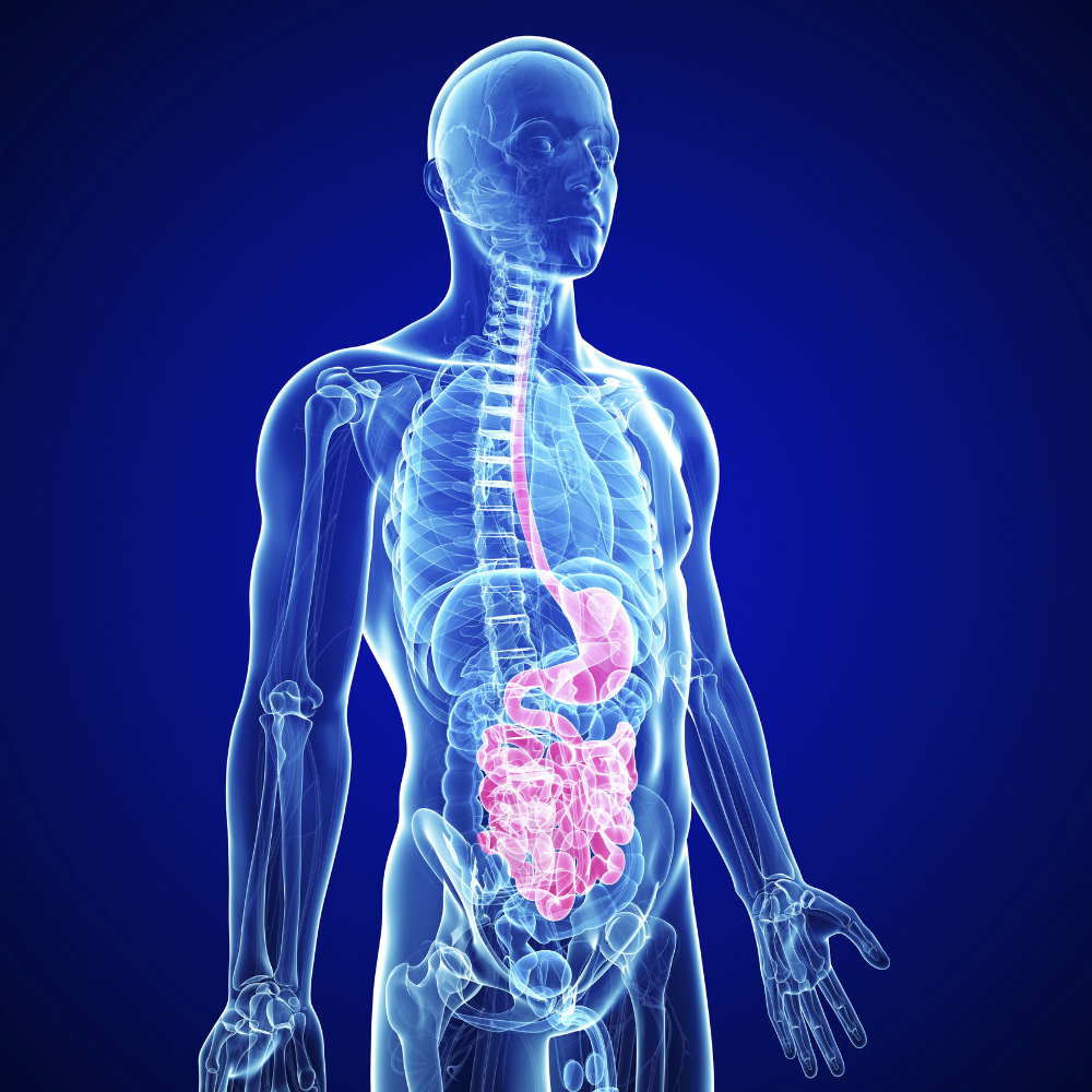 Ilustração do trato gastrointestinal humano