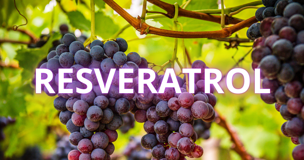 Cápsulas de resveratrol e uvas tintas