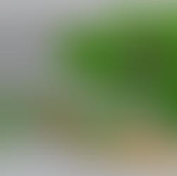 EGCG do chá verde em cápsulas