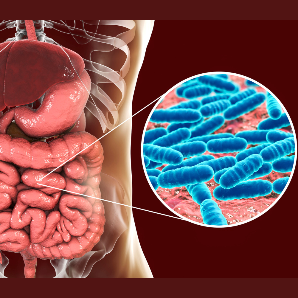 Teste de microbioma intestinal para avaliar saúde intestinal