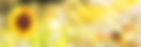AdobeStock_167381462.jpeg