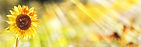 AdobeStock_167381462.jpeg