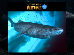 El sistema visual del tiburón de Groenlandia revela una adaptación funcional a pesar del parasitismo ocular.