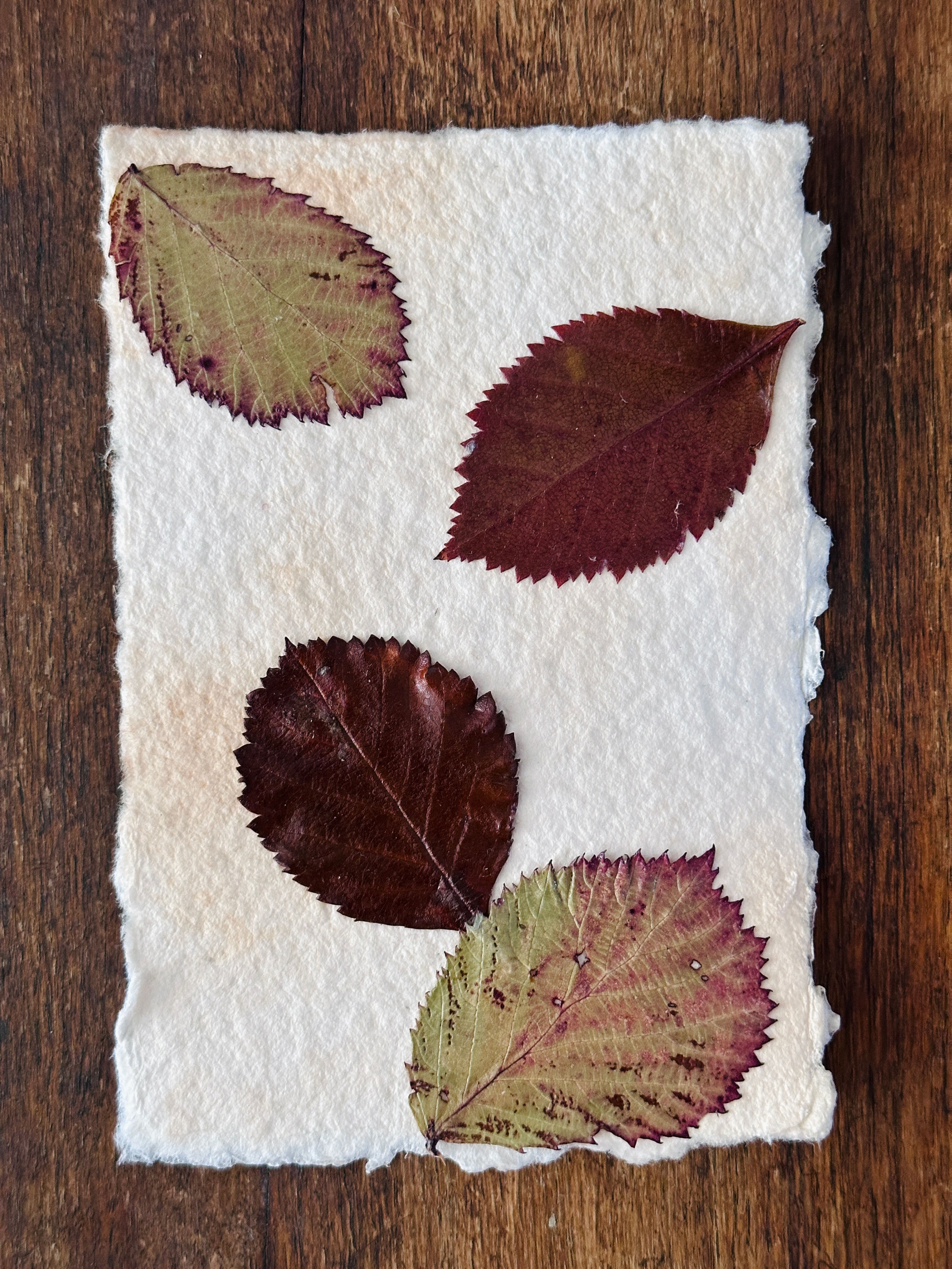 Autumn Themed Vintage Effect Leaf Collage
