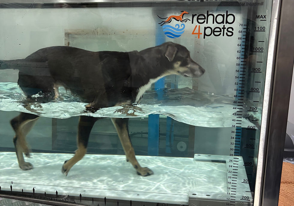 Kelpie walking in our treadmill