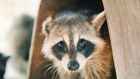 Spectrum News: North Texas Wildlife Center facing closure from city officials