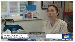 Crowded wildlife rehab center in Plano seeks community help