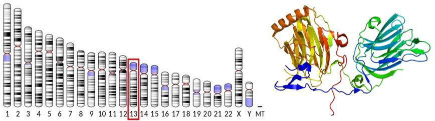 🧬 Chromosome 13 - GAS6 (Growth Arrest-Specific 6)
