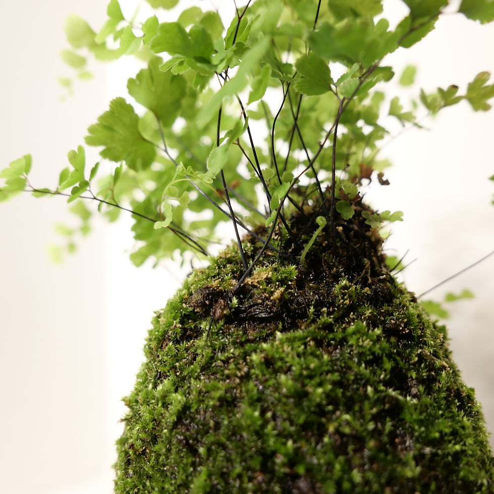 Miniaturbild: Frauenhaarfarn Kokedama