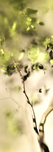 'Life Starts With Light' by Inna Geyyer - Still.jpg