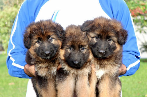 anuk, abby, ani.jpg