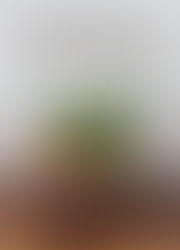 חיים בצנצנת