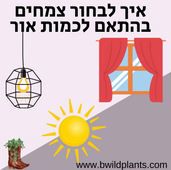 איך לבחור צמחים בהתאם לכמות אור