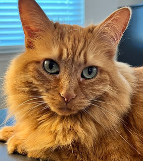 Simba Houston